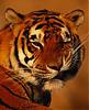 Аватара для tigrro4ka